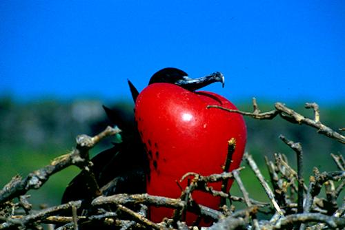 Galapagos Islands Cruising