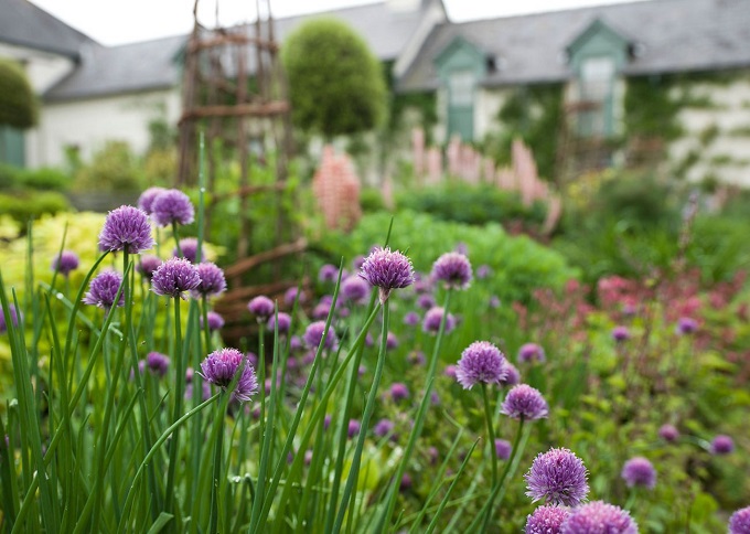 King Charles' Llwynywermod