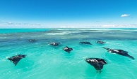 LUXURY TRAVEL: MANTA RAY CONSERVATION, SEYCHELLES