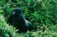 /Media/images/Product_Images/destinations/rwanda gorillas/mt.gorilla.jpg />
                </div>
            }
            else
            {
                <div data-p=
